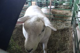 Cabanha Vier participa novamente da Expointer