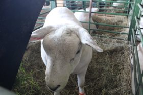 Cabanha Vier participa novamente da Expointer