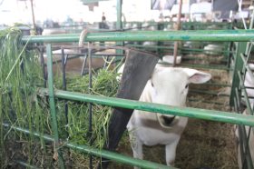 Cabanha Vier participa novamente da Expointer