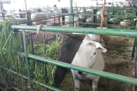 Cabanha Vier participa novamente da Expointer