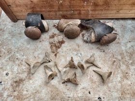 *Delegacia de Pol�cia de Brochier deflagra opera��o contra maus-tratos a animais