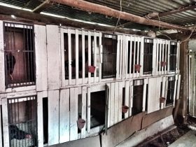 *Delegacia de Pol�cia de Brochier deflagra opera��o contra maus-tratos a animais