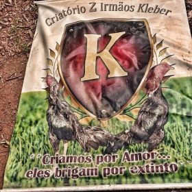 *Delegacia de Pol�cia de Brochier deflagra opera��o contra maus-tratos a animais