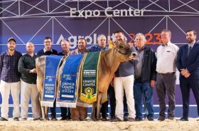 Grande Campe� da ra�a Jersey � de Salvador do Sul na Agroleite