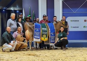 Grande Campe� da ra�a Jersey � de Salvador do Sul na Agroleite