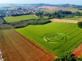 Agroglifos aparecem em planta��o de trigo em Ipua�u, no Oeste de SC