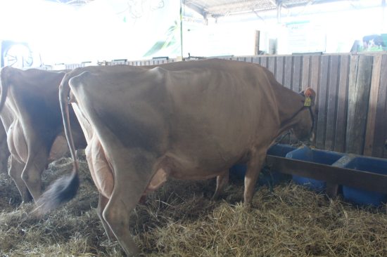 Agropecu�ria Fortaleza participa mais uma vez da Expointer