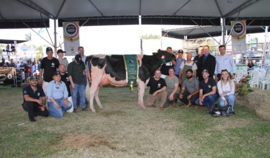 Grande Campe� holandesa supera demais ra�as leiteiras e � escolhida Vaca Suprema da Expointer 2023