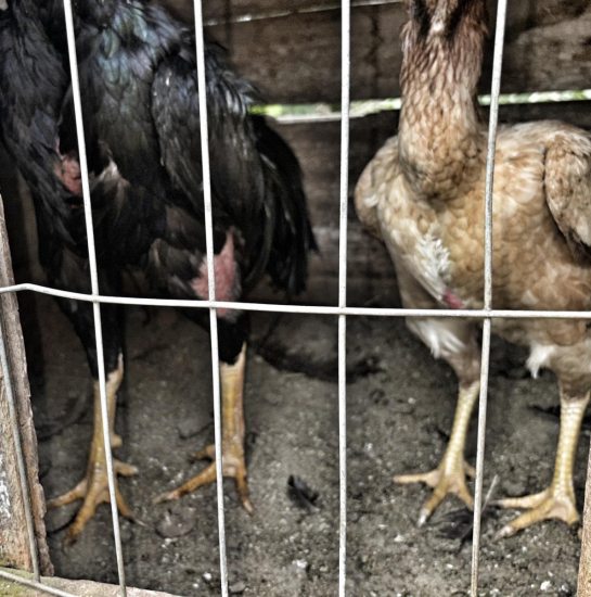 Delegacia de Pol�cia de Brochier deflagra opera��o contra maus-tratos a animais