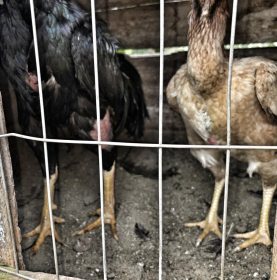 Delegacia de Pol�cia de Brochier deflagra opera��o contra maus-tratos a animais