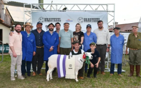 Cabanha Vier brilha novamente na Expointer 2025 com ttulo de Fmea Reservada