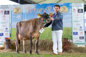 Salvador do Sul conquista t�tulos hist�ricos na Expointer 2025 com gado Jersey