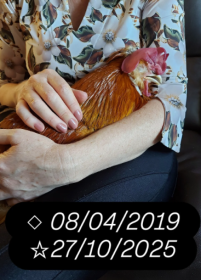 Falece o carismtico Galo Fu, cone das redes sociais