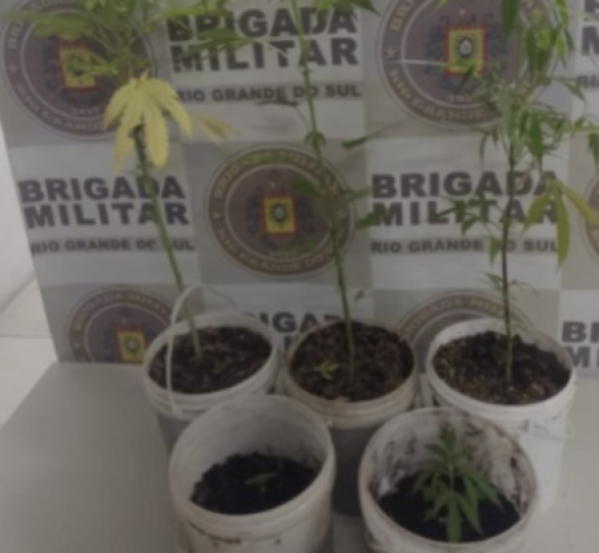 Brigada Militar apreende p�s de maconha durante atendimento por viol�ncia dom�stica